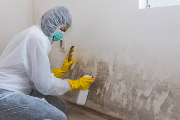 Best Attic Mold Removal  in Port Orange, FL